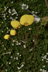 Calceolaria filicaulis