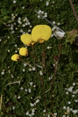Calceolaria filicaulis