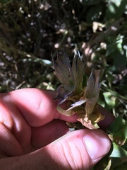 Gentiana calycosa