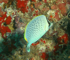 Chaetodon guttatissimus