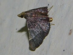 Pyraustinae
