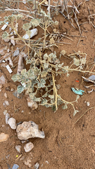 Malvella leprosa