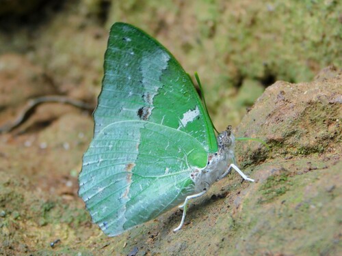 Ornate Green Charaxes