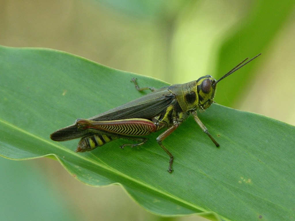 Anapropacris elegantula from Lesio-Louna Reserve - Idzoua Inkou ...