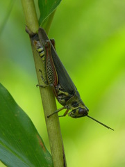 Anapropacris elegantula