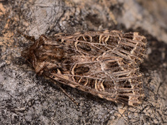 Sideridis reticulata