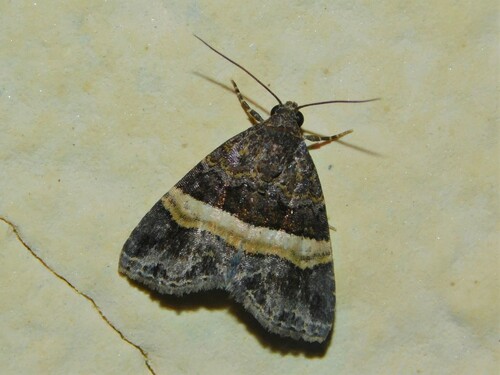 Ozarba domina