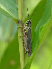Anapropacris elegantula