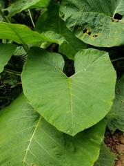 Xanthosoma robustum