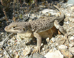 Gambelia wislizenii