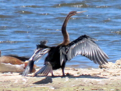 Anhinga rufa rufa