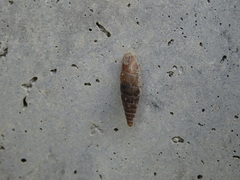 Papillifera papillaris