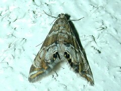 Petrophila confusalis