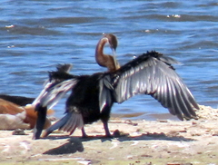 Anhinga rufa rufa