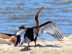 Anhinga rufa rufa