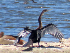 Anhinga rufa rufa