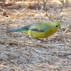 Passerina leclancherii