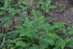 Phyllanthus abnormis