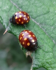 Chrysolina vigintimaculata