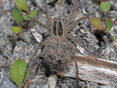 Pardosa monticola