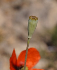 Papaver dubium