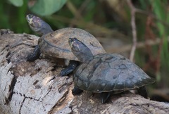 Podocnemis unifilis
