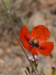 Papaver dubium