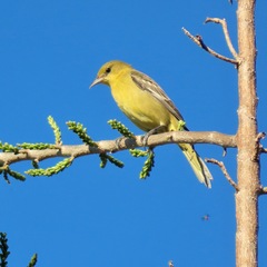 Icterus spurius