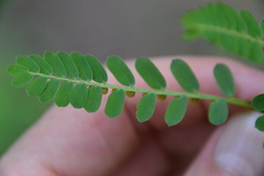 Phyllanthus abnormis