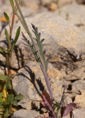Papaver dubium