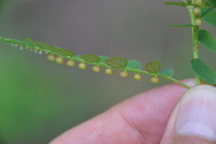 Phyllanthus abnormis