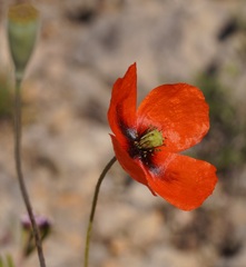 Papaver dubium