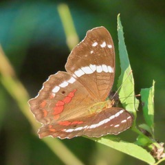 Anartia fatima colima