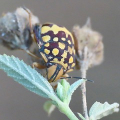 Orsilochides scurrilis