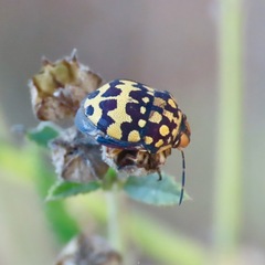 Orsilochides scurrilis