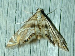 Petrophila canadensis