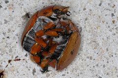 Anoplognathus viriditarsis