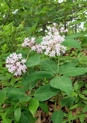 Asclepias quadrifolia