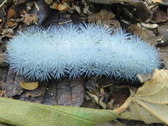 Hemileucinae
