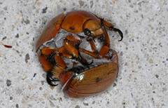 Anoplognathus viriditarsis