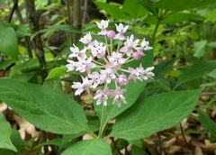 Asclepias quadrifolia