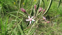Oxypetalum solanoides