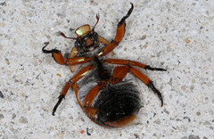 Anoplognathus viriditarsis