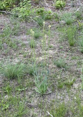 Turritis glabra