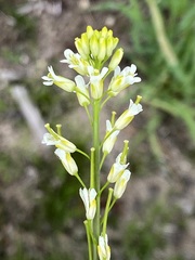 Turritis glabra