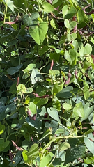 Aristolochia baetica