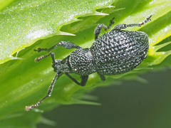 Otiorhynchus pinastri