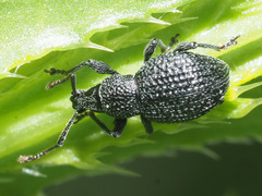 Otiorhynchus pinastri