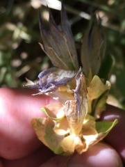 Gentiana calycosa