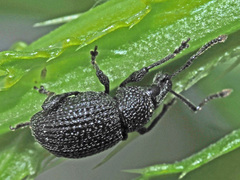 Otiorhynchus pinastri